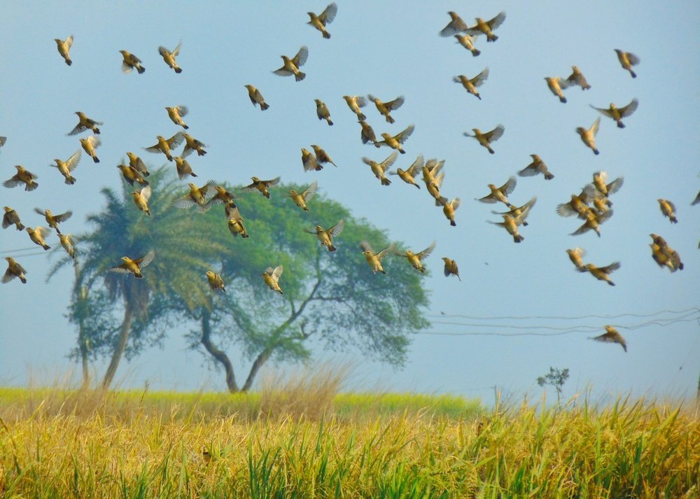 nature's dancers