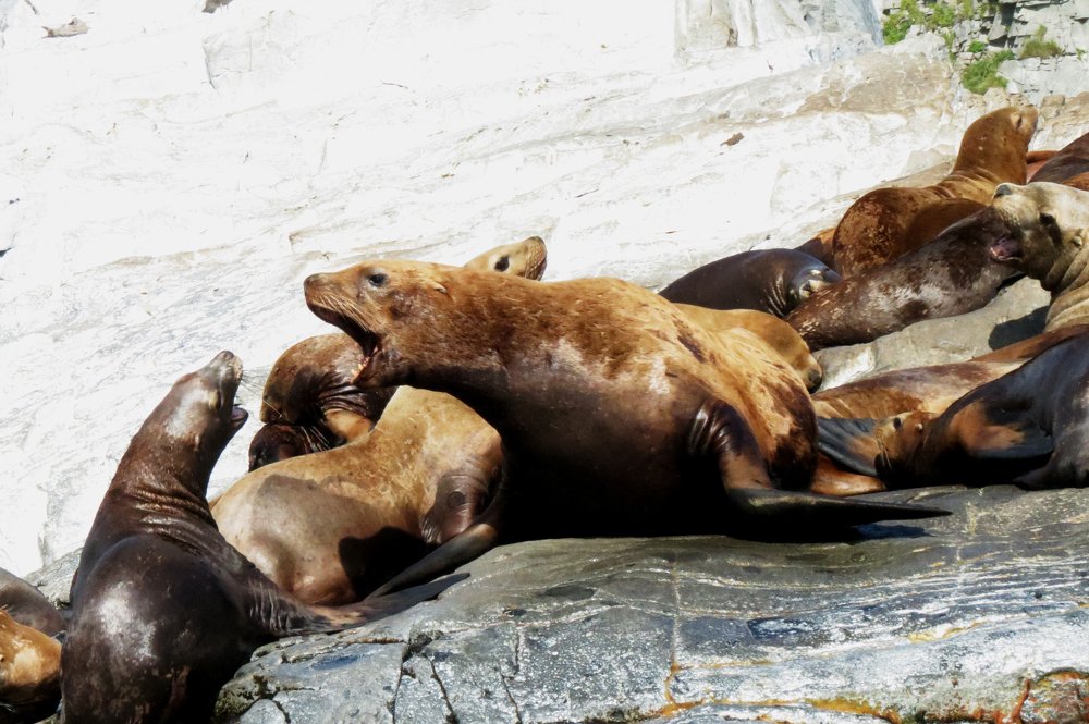 Photograph by Алина Банатова