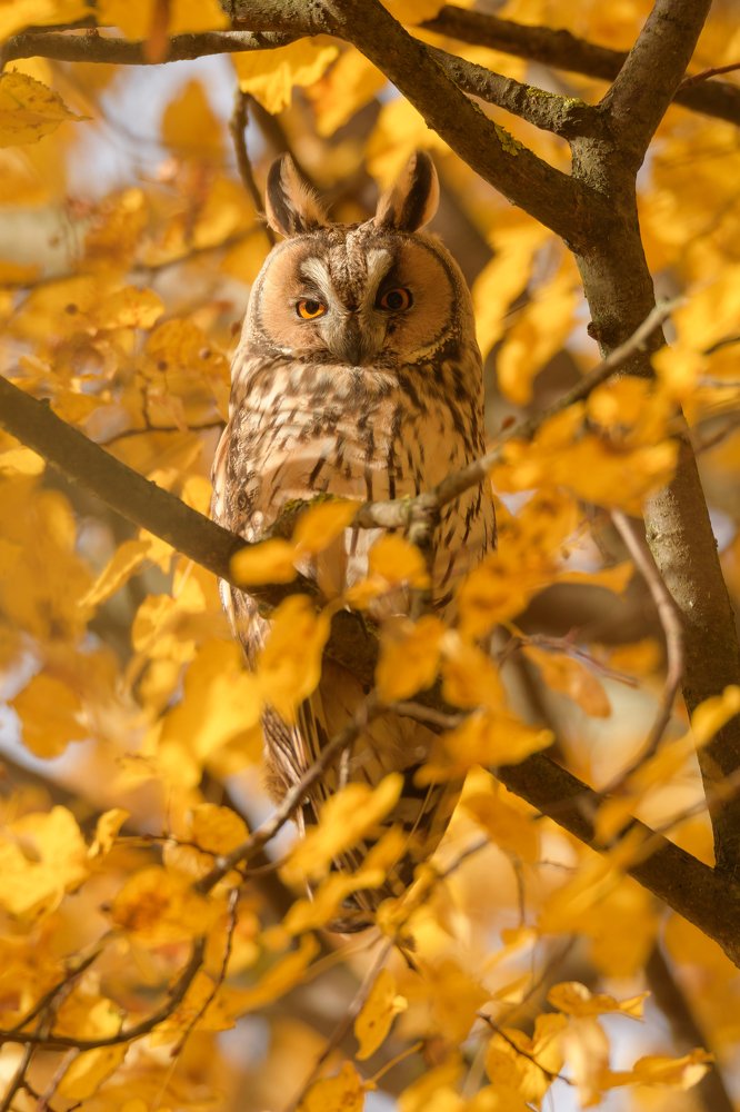 Ну что тебе!?