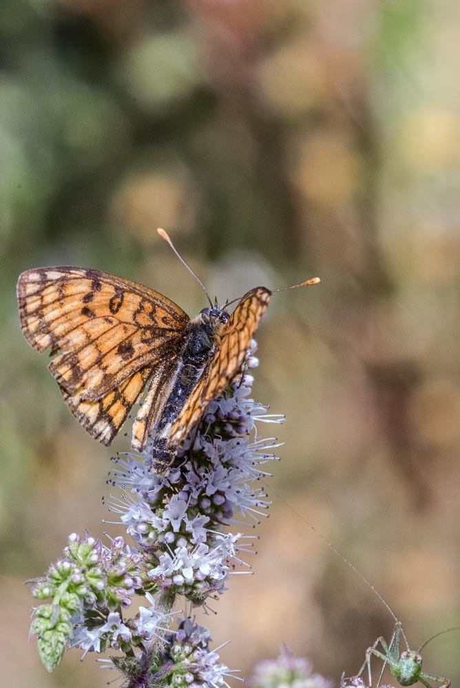 Photograph by António Vieira