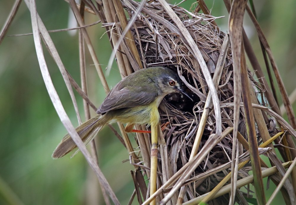 Фотография автора JOE