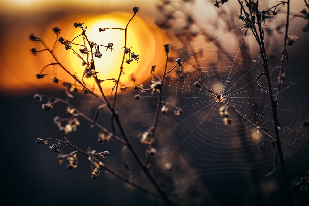 Photograph by Samir Kurtagić