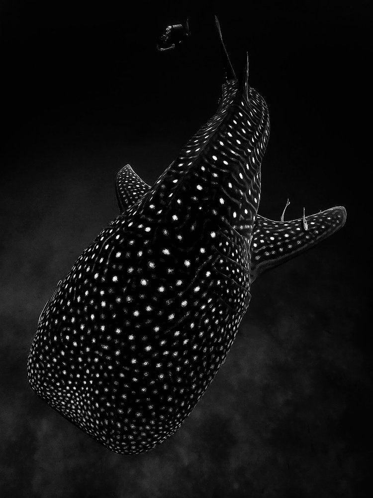 Photograph by Serge Melesan