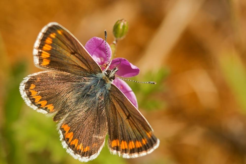 Photograph by António Vieira