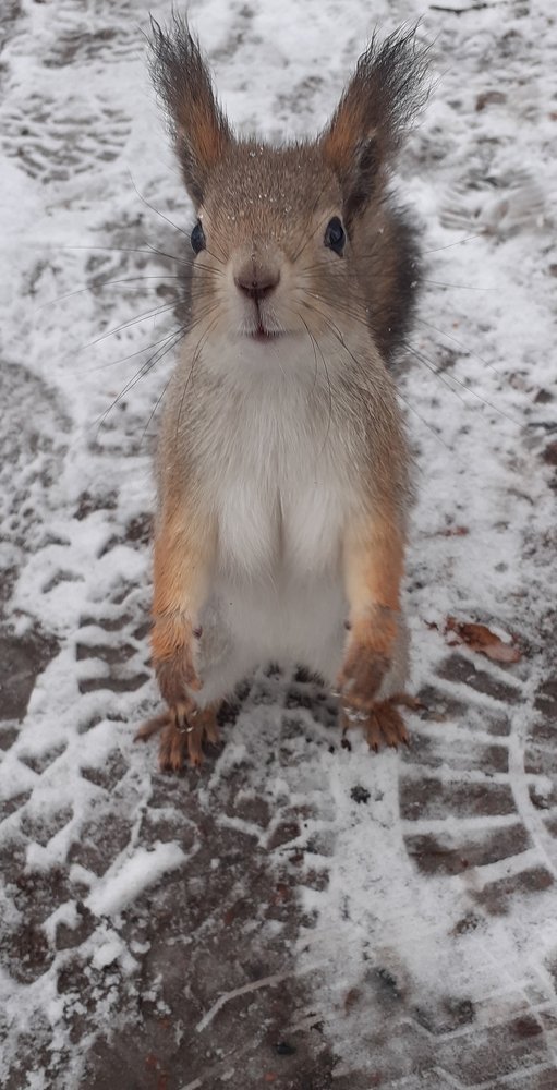 Белочка в ожидании орешков