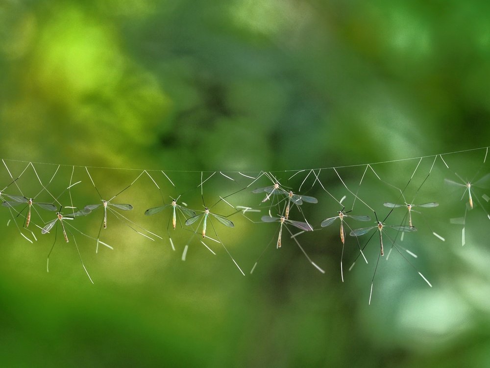 Photograph by Muhammad Faishol Husni