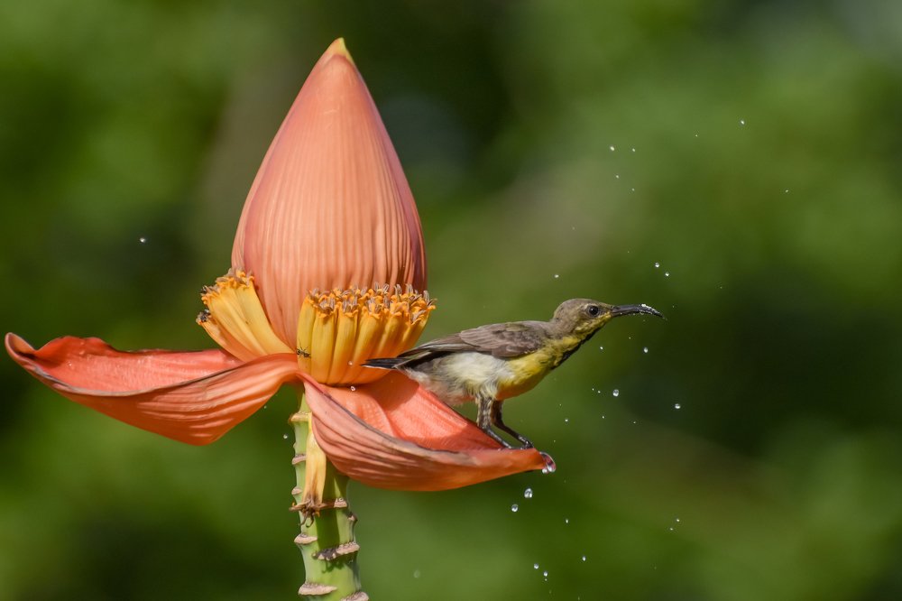 Sunbird water play