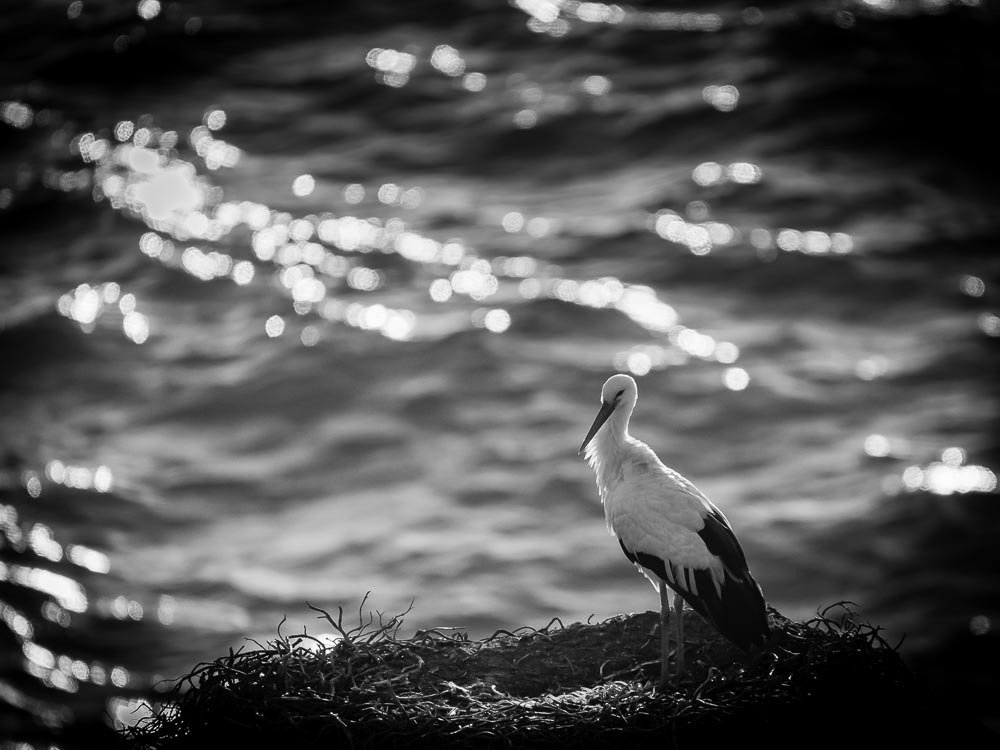 Photograph by António Vieira