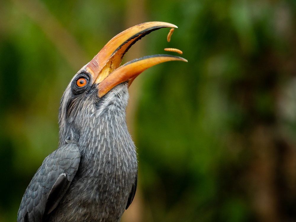 Malabar grey hornbill