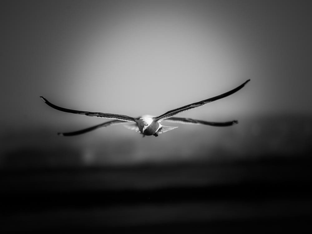 Photograph by António Vieira