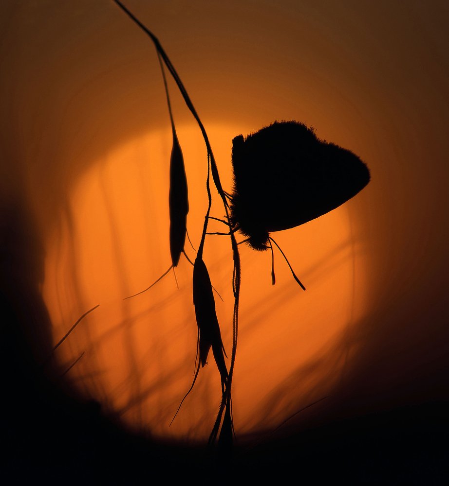 Photograph by PERUMAL VELLINGIRI