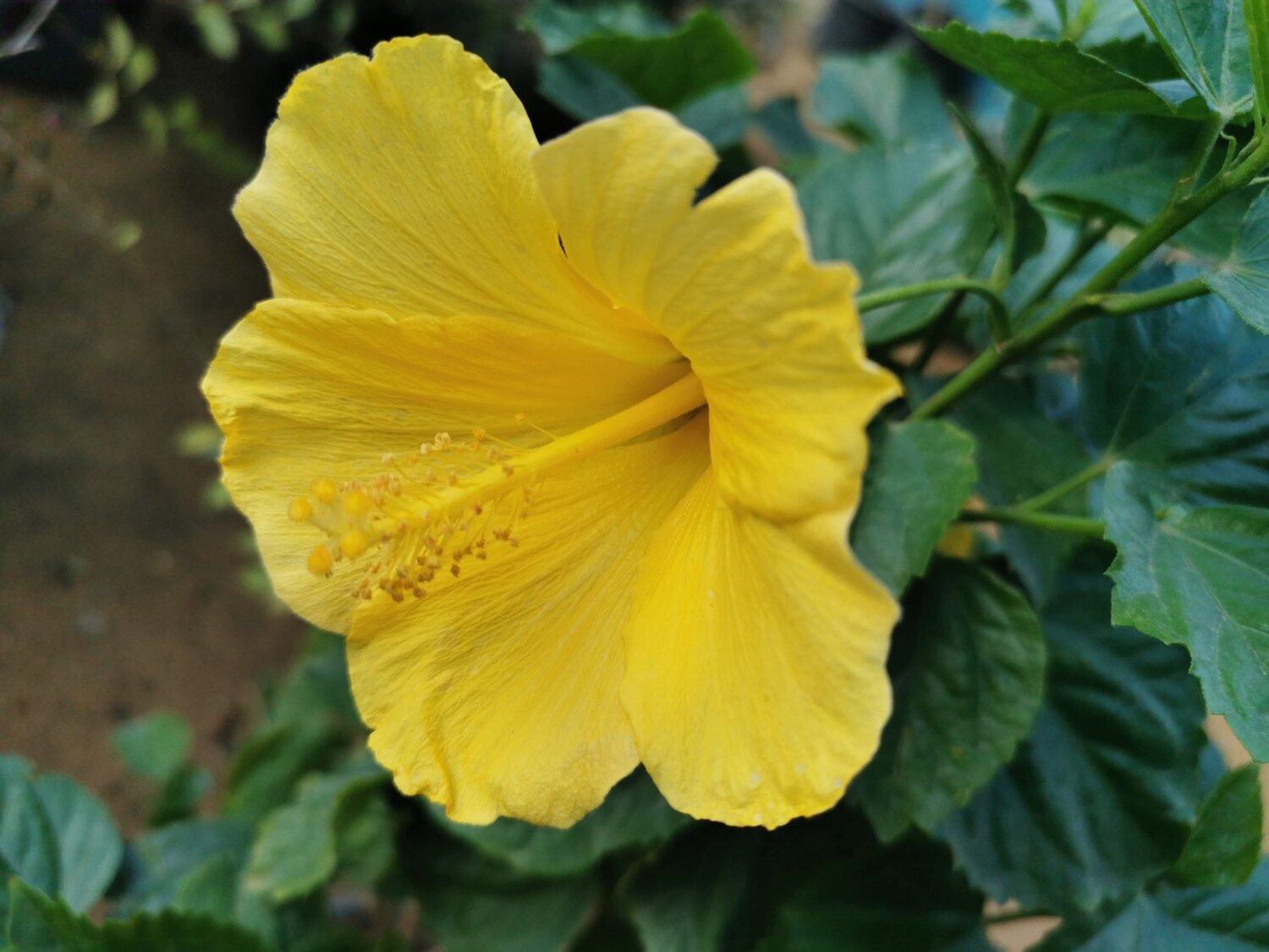 Yellow One