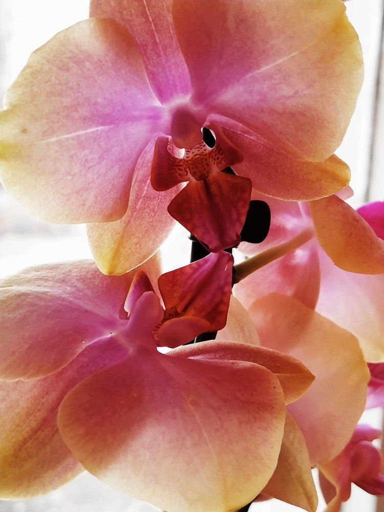 Photograph by Karina Yakovleva