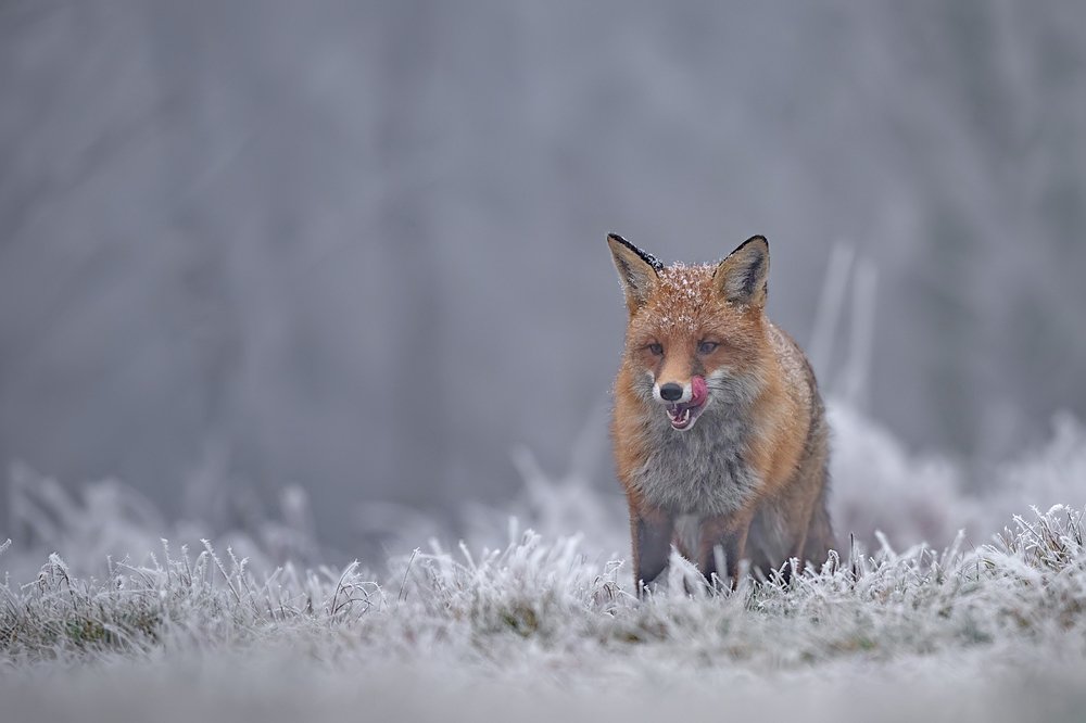 Frosty Morning Wanderer