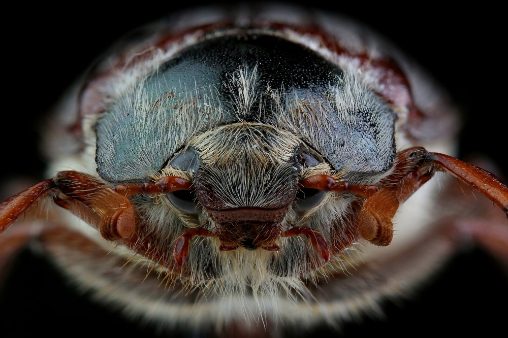 Photograph by Виталий Гулай