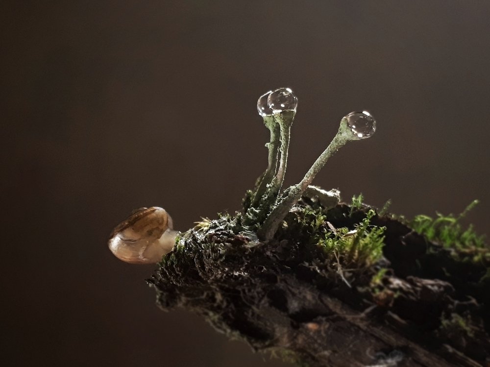 Улитка и капли росы