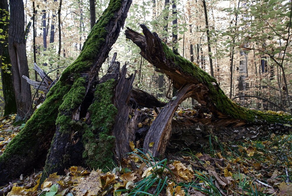 Медвежье место.