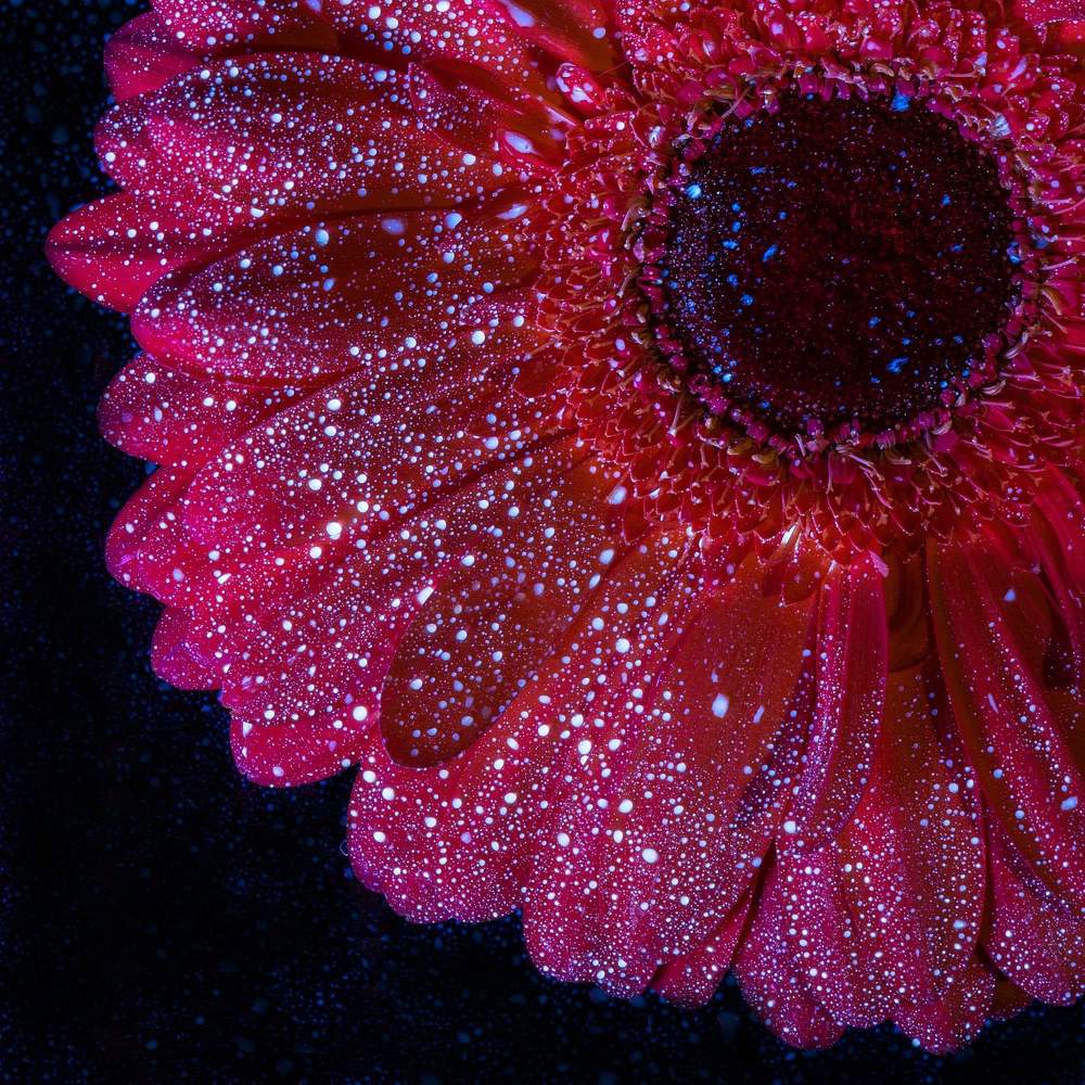 Photograph by Ursulescu Naomi-Laura