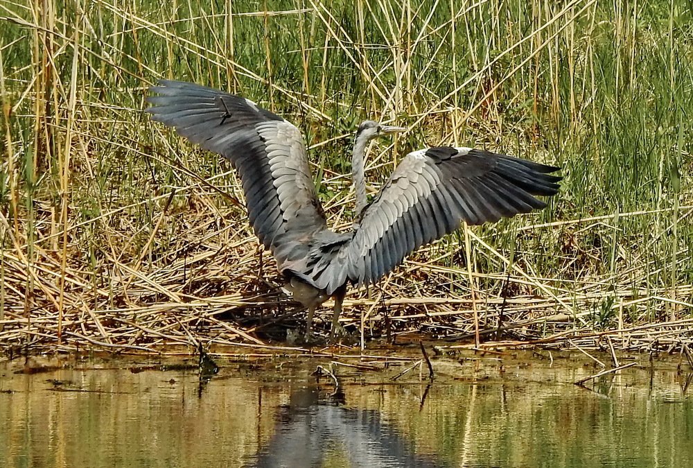 СЕРАЯ ЦАПЛЯ