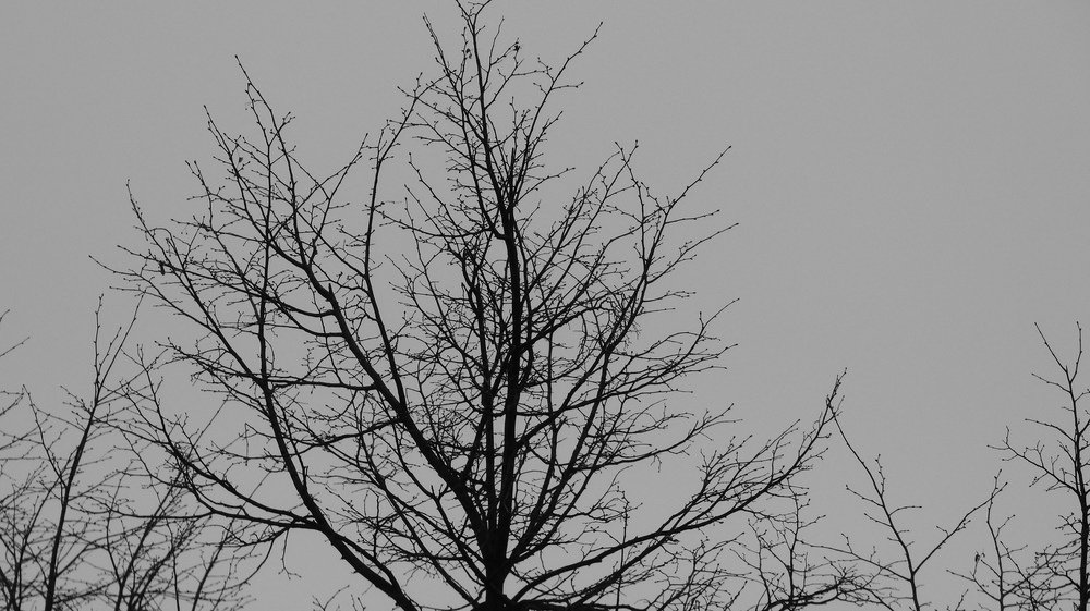 Photograph by Вячеслав Приходько