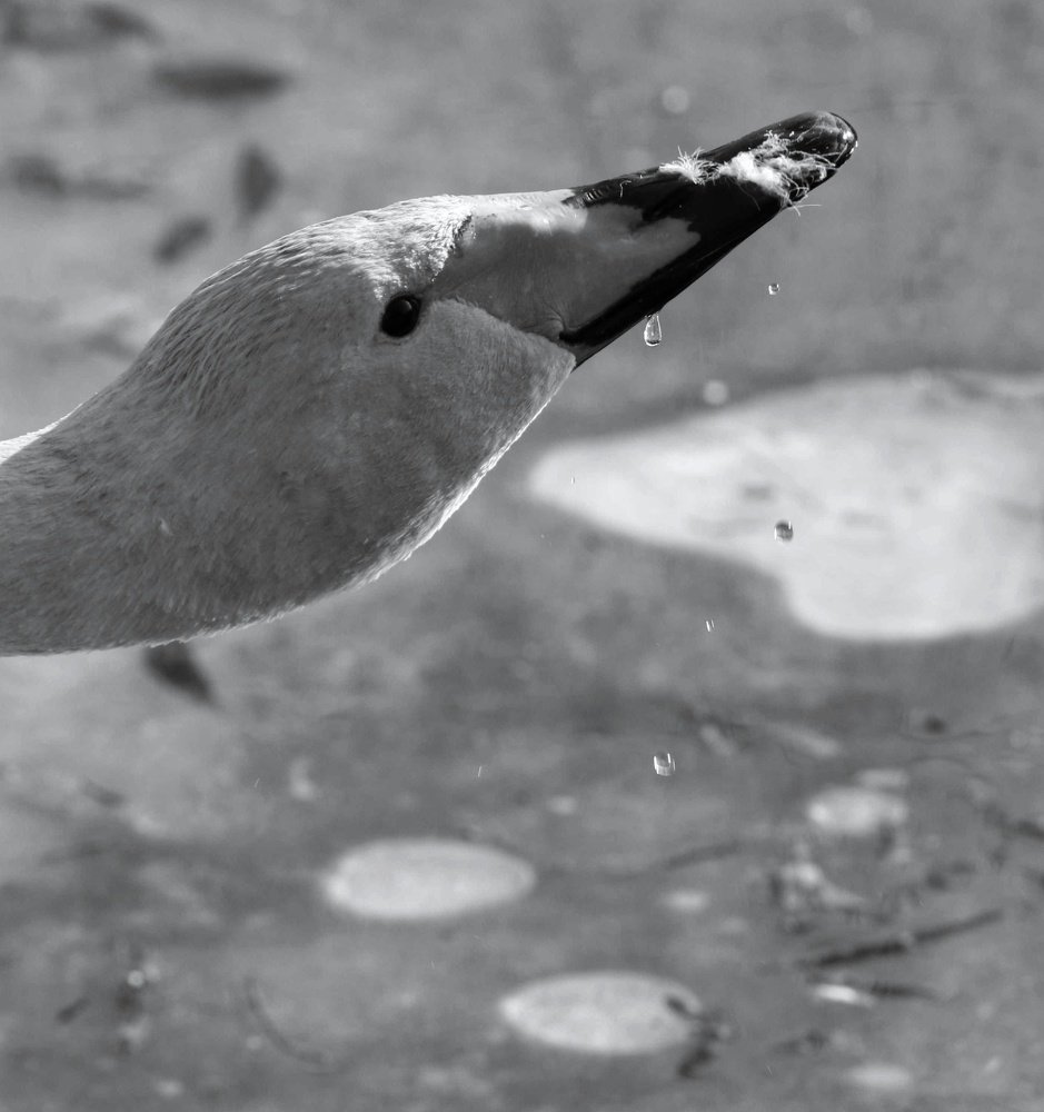 Swan