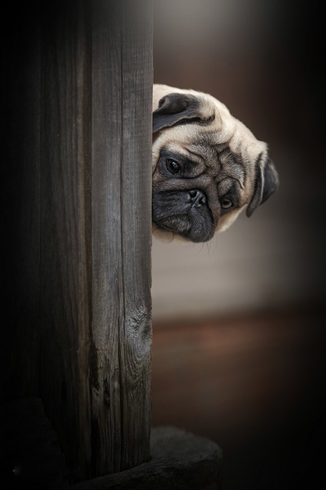 Выглядушки