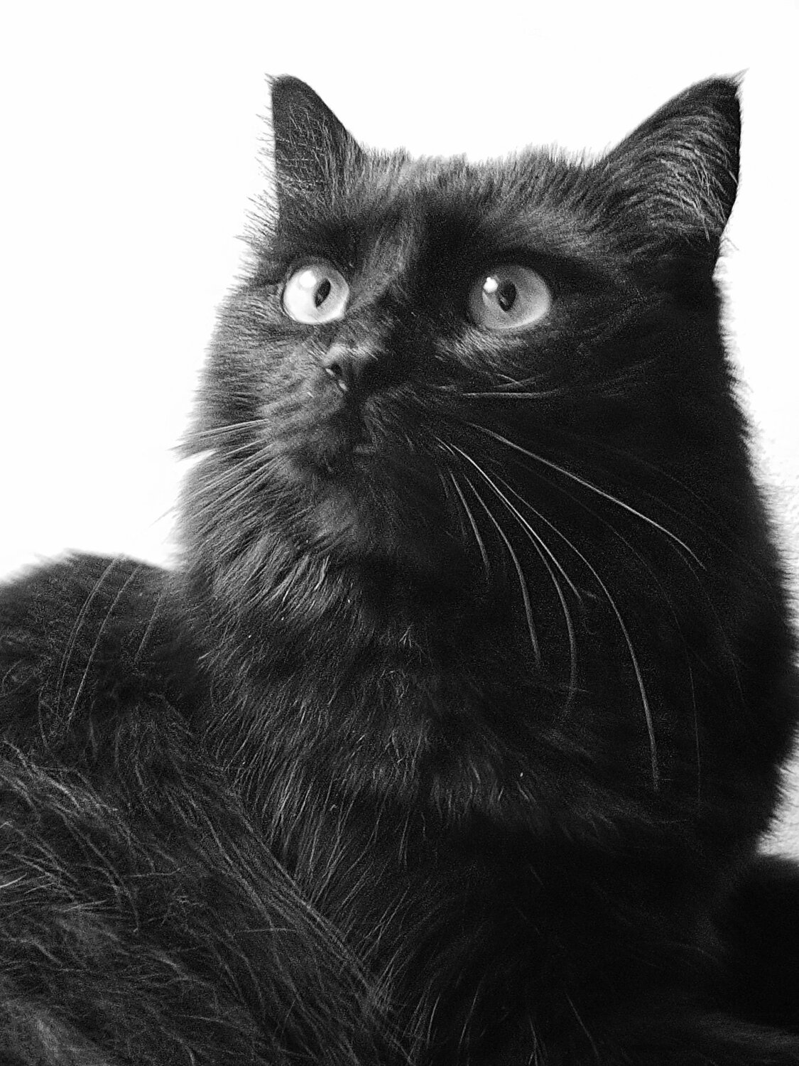 My cat