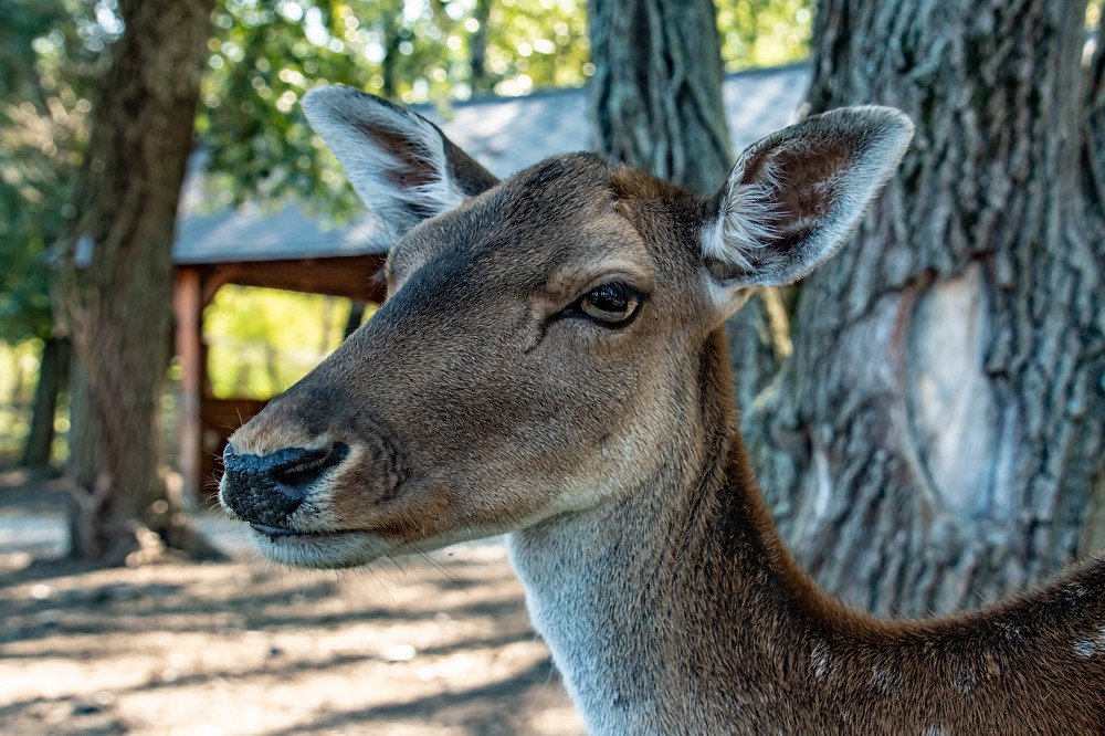 Photograph by Zsuzsa Décsi