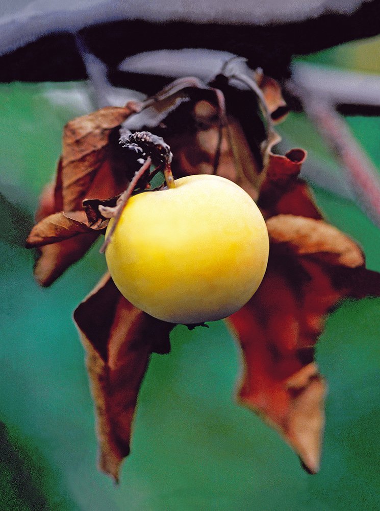 ЯБЛОКО ЗАБЫТОГО ДЕТСТВА