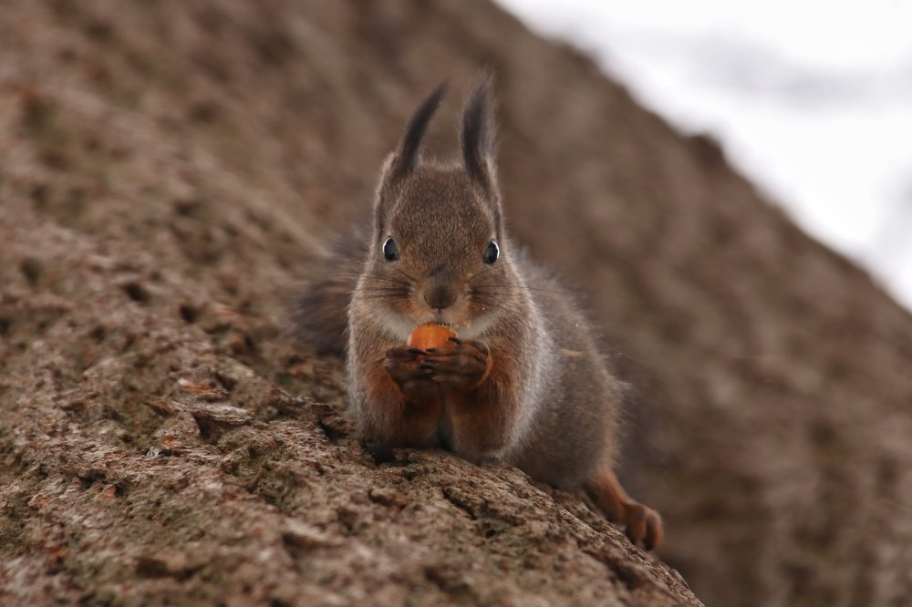 Photograph by Наталья Гайдукевич