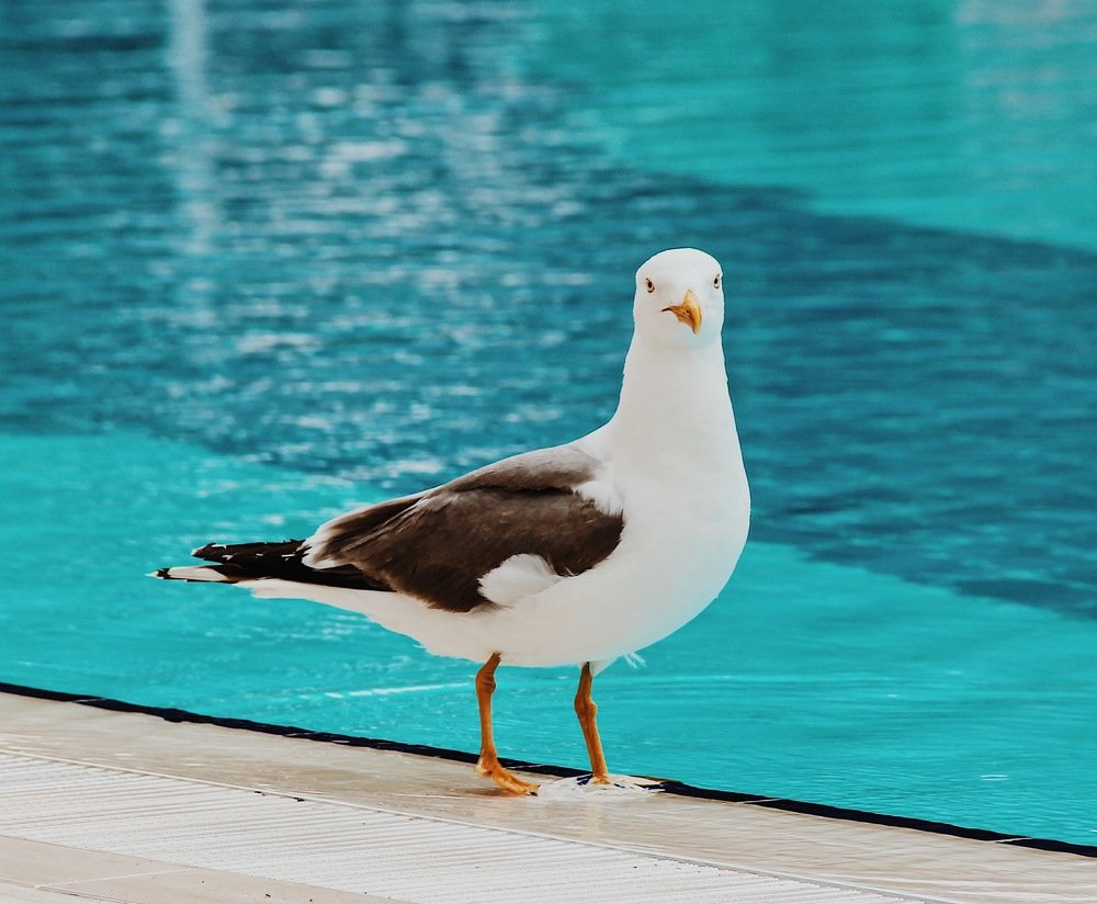 Чайка в дозоре / Seagull on patrol