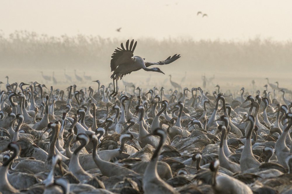 Cranes at dawn in Hula Valley, Israel