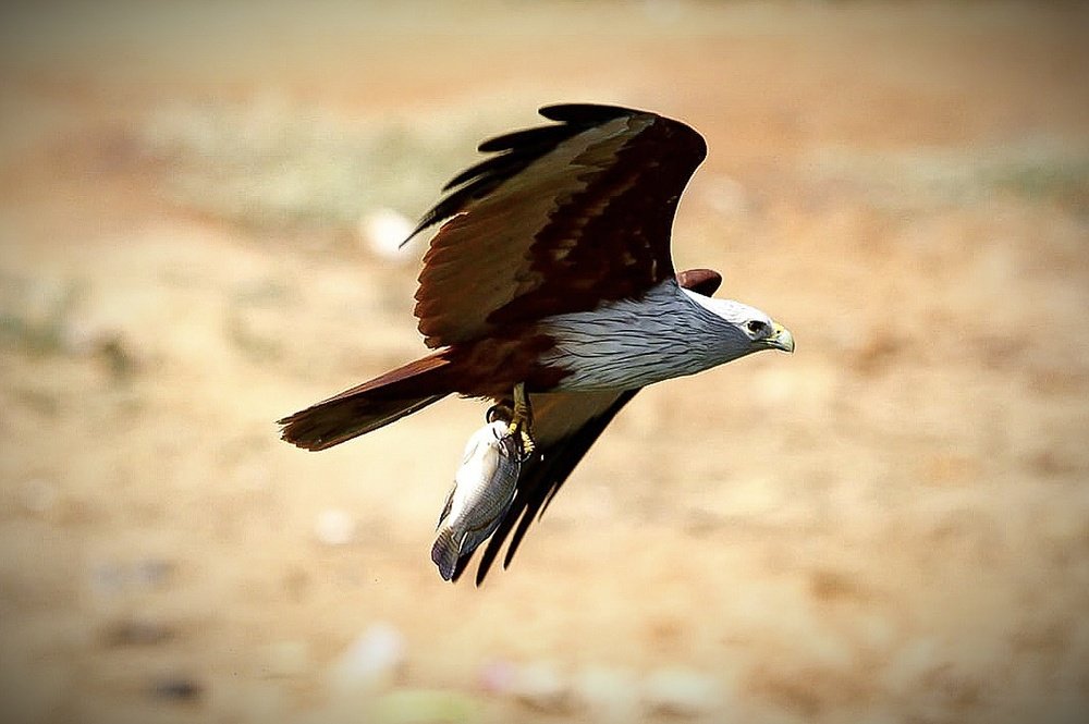 Photograph by prabhakar Gujjarappa