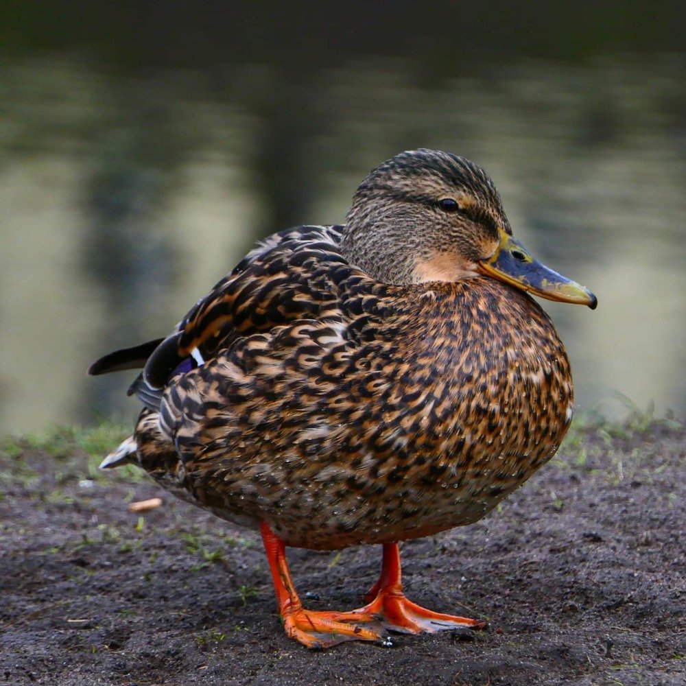 Photograph by Иван Вдовин
