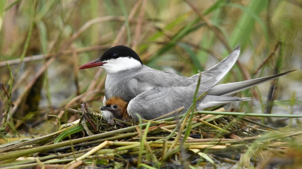 Photograph by Наталья Неверова