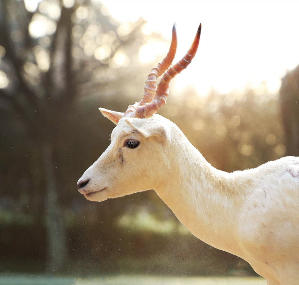 White Deer.