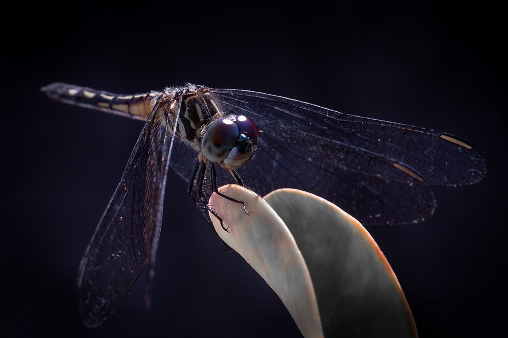 Фотография автора Зоя Галимова