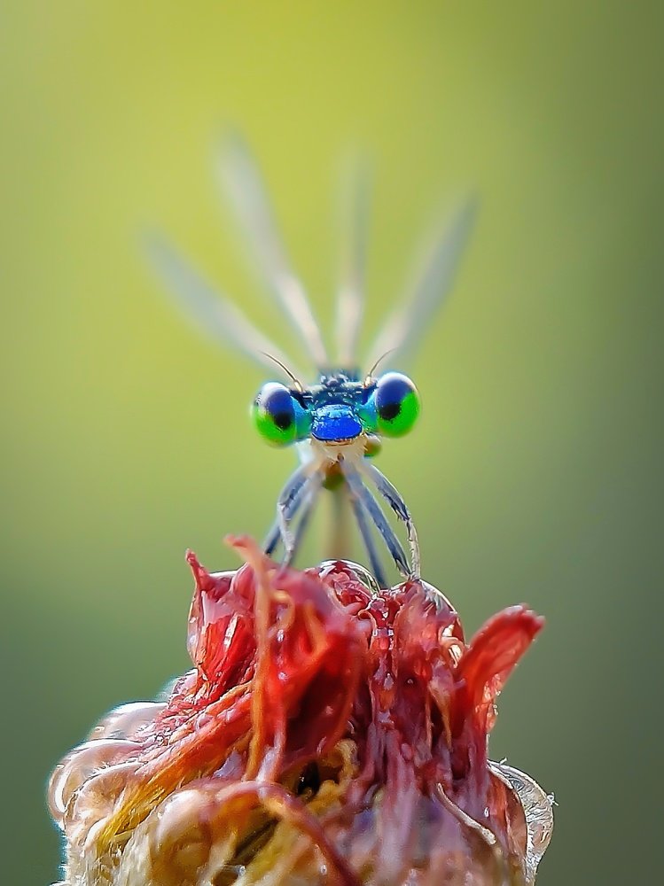Damselfly