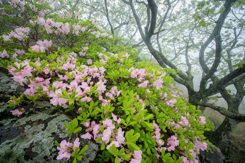 Туманная нежность