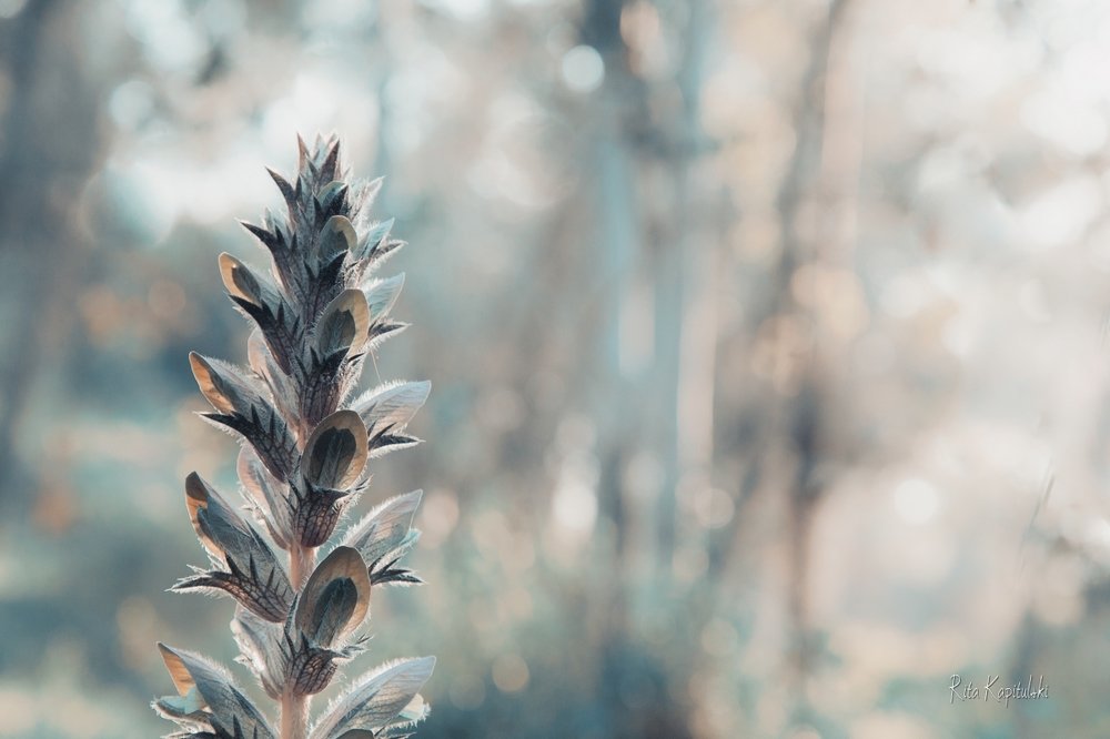 Abstract Nature Backgrounds in Pastel Colors