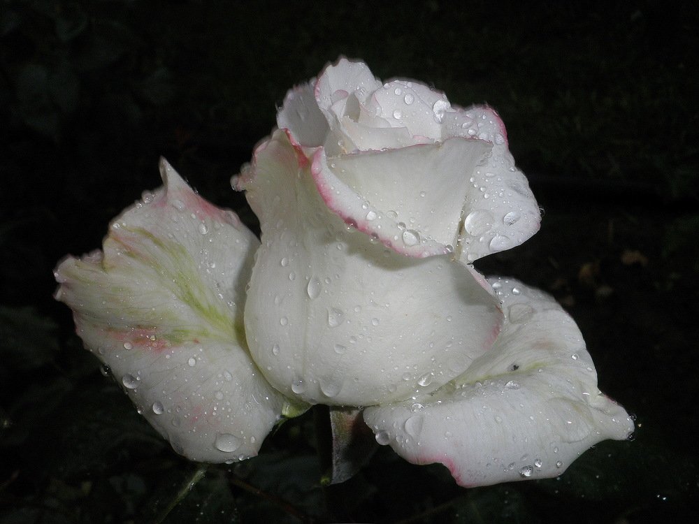 Фотография автора Ольга Завадилика