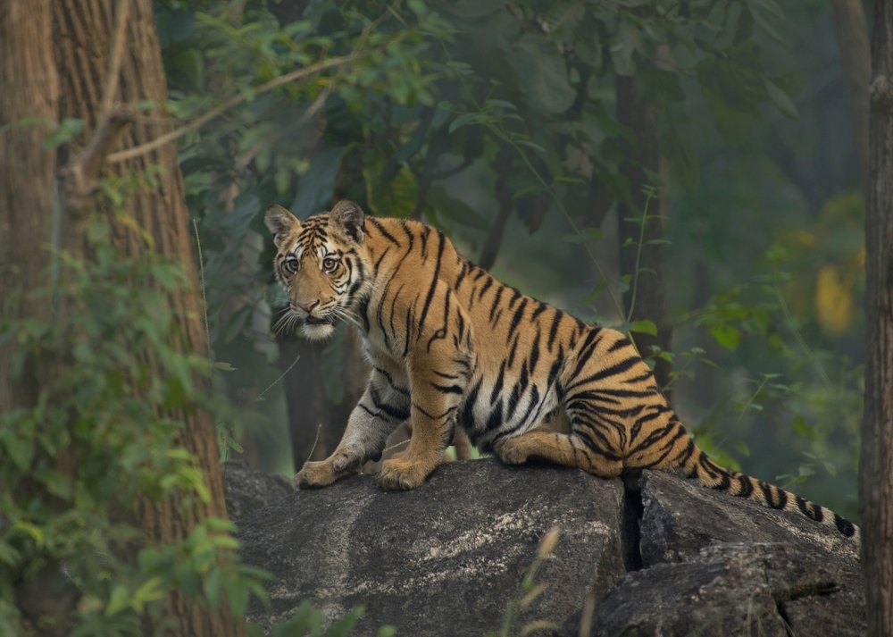 Photograph by Sunil Manikkath