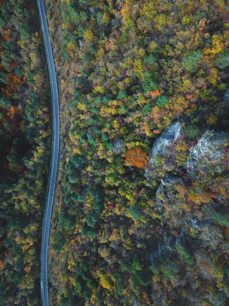 A railway in the forest
