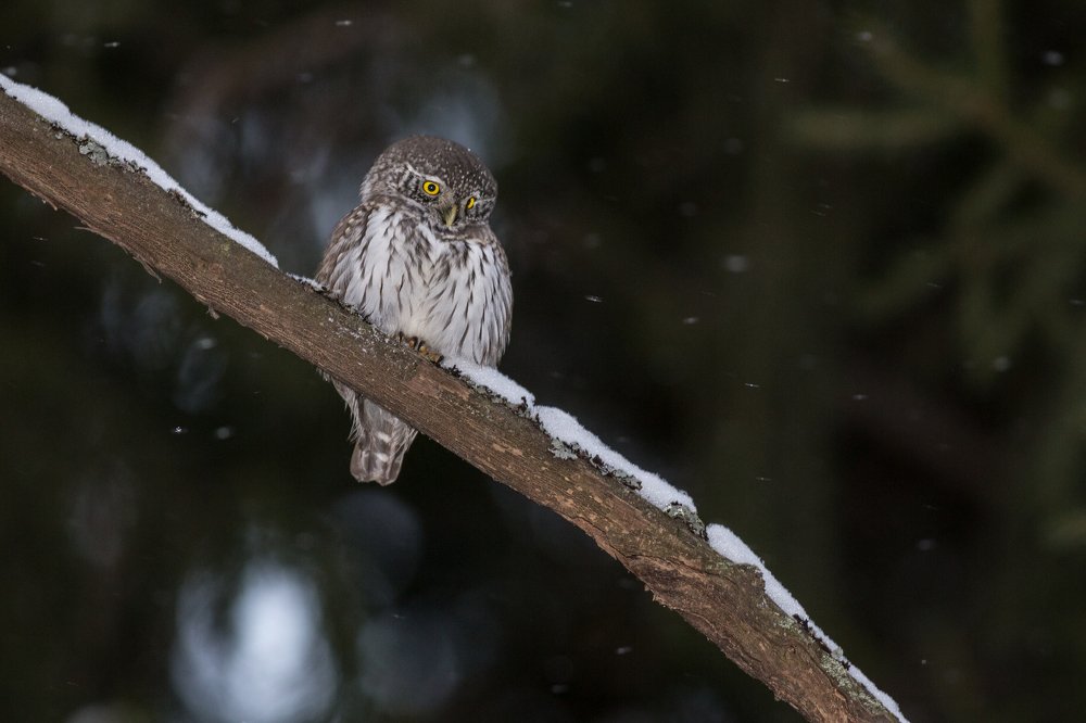 Photograph by Владимир Литвиненко