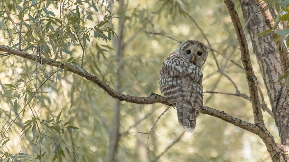 Длиннохвостая неясыть