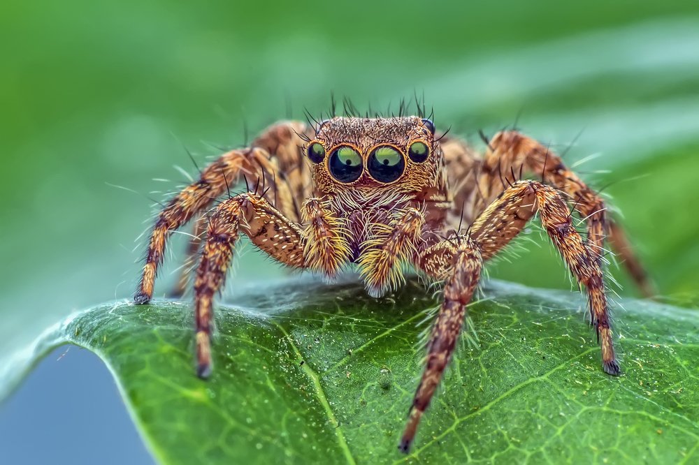 Фотография автора NeCoTi ChonTin