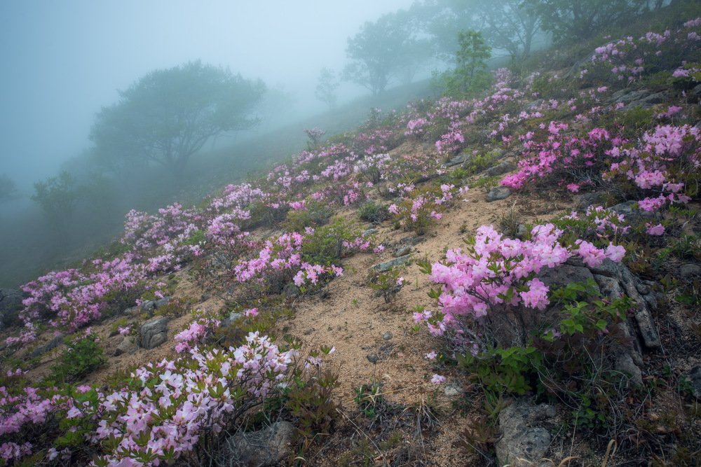 Розовая нежность в тумане.