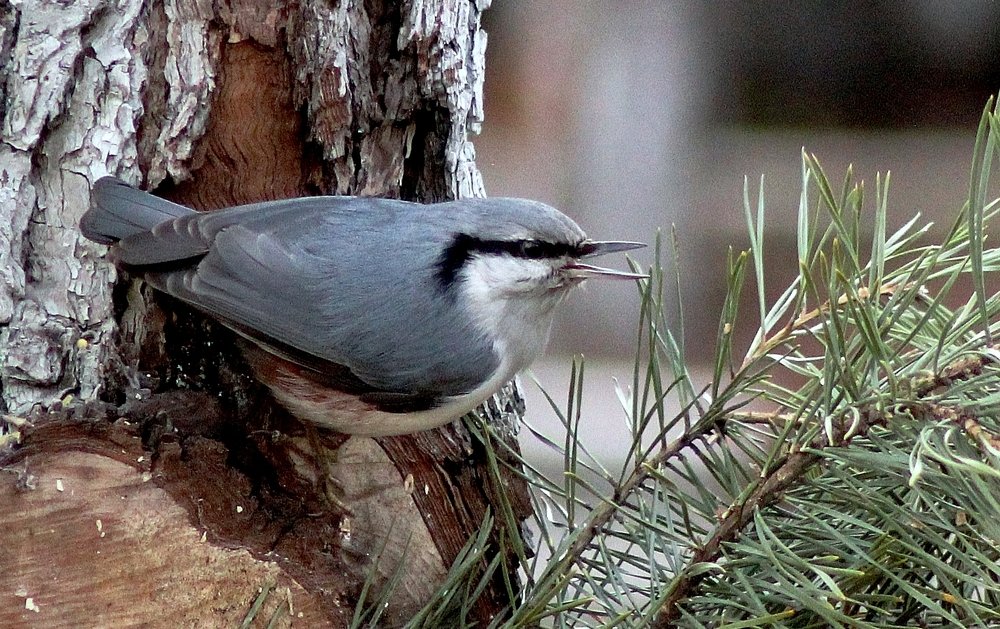 Поползень самец.