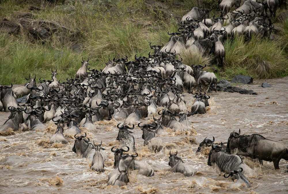 Photograph by Dr.suresh Chhabra