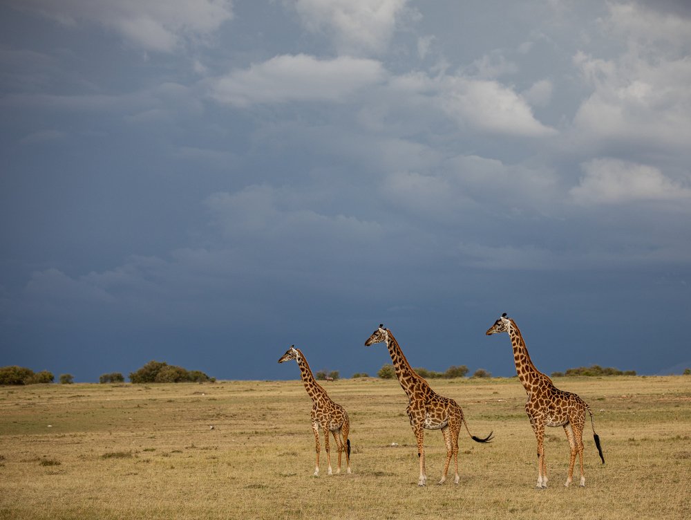 Photograph by Dr.suresh Chhabra